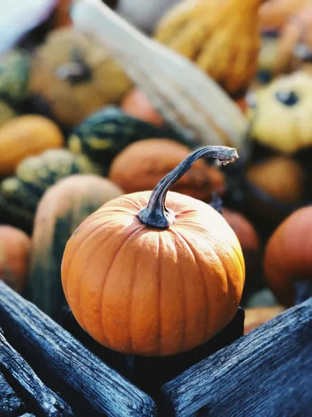 Foto aus Herbstfest 2025 Album
